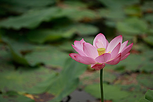 xổ số tra cứu