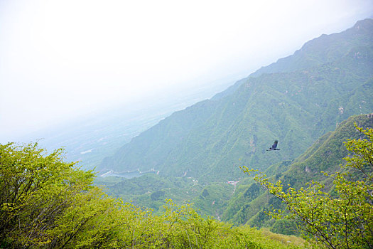soi cau vip binh dinh