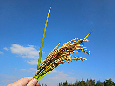 xổ số miền bắc chủ nhật