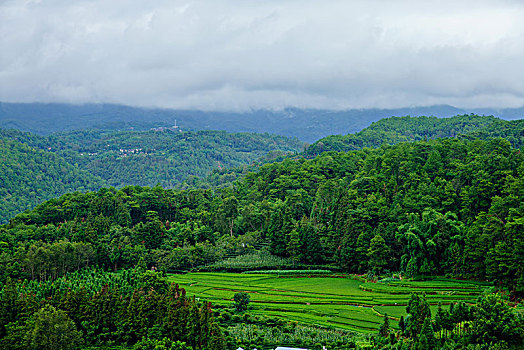 soi cau rong bach kim mb