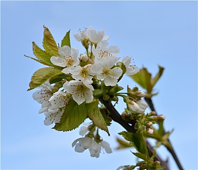 bạch thủ lô khung 3 ngày